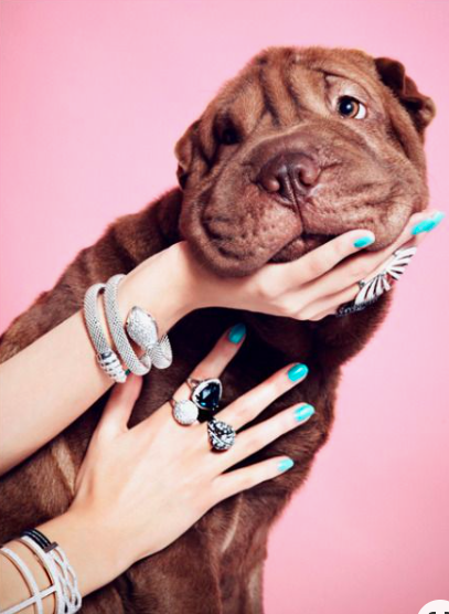How to Make Your Dog an Instagram Influencer and earn money