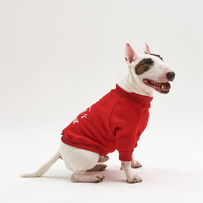 Bull clearance terrier sweater
