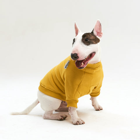 Warm cotton Yellow Sweatshirt for BULLY