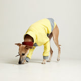 Light cotton hoodie TANKER BASE Yellow grey