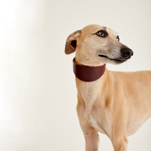 Leather collar FISH EYE