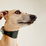 Leather collar FISH EYE