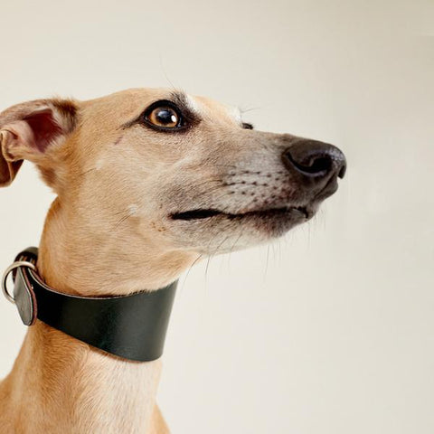 Leather collar FISH EYE