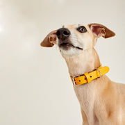 Leather collar CHEDDAR
