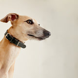 Leather collar CHEDDAR