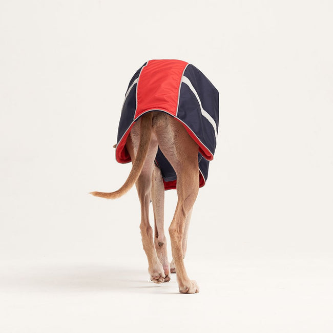 Demi-season waterproof coat with a hood for hounds